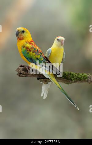 Pappagallo rosso maschio in mutazione opalina femmina in opalineccinnamon, Psephotus haematonotus Foto Stock