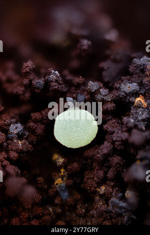 Cristalli di Mimetite verde. Esemplare della miniera di Ojuela, Mapimi, Messico. Micro Photography primi piani estremi. Microscopio per la fotografia a cristalli minerali per Sci Foto Stock