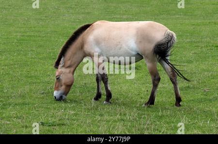 Cavallo Przewalski, Takhi, Cavallo selvatico Mongolo o Cavallo Dzungariano, Equus ferus przewalskii, equidi. Asia centrale. Foto Stock