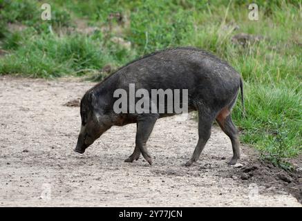 Visayan Warty Pig, Sus cebifrons, Suidae. Filippine. Il maiale da guerra Visayan (Sus cebifrons) è una specie a rischio critico della famiglia dei suini. Foto Stock