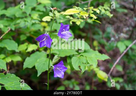 Fiore di campanello comune viola (Campanula rotundifolia) in un ambiente forestale naturale Foto Stock