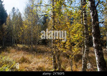 Herbstliche Birken in einem Hochmoor im Berner Jura Foto Stock