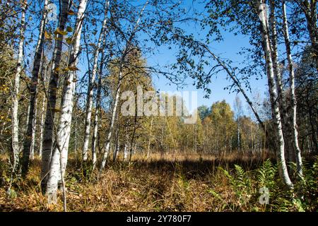 Herbstliche Birken in einem Hochmoor im Berner Jura Foto Stock