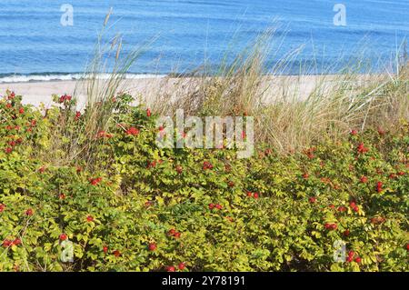 Le bacche rosse di un dogrosio, le rosehips medicinali rotonde Foto Stock