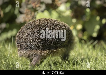 Riccio europeo (Erinaceus europaeus), camminando attraverso un prato verde durante il giorno, i quarti posteriori e le gambe ravvicinate, vista profilo, ben nutrito, backgro Foto Stock