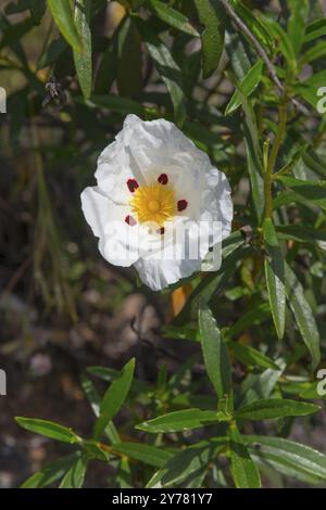 Fiore bianco con stami gialli e puntini rossi, circondato da foglie verdi al sole, Cistus ladanifer (Cistus ladanifer), Spagna, Europa Foto Stock