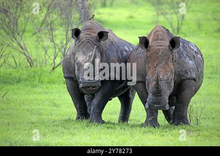 Rinoceronte bianco, rinoceronte bianco (Ceratotherium simum), adulto, maschio, riserva faunistica Sabi Sabi, Parco nazionale Kruger, Parco nazionale Kruger, Sudafrica, Africa Foto Stock