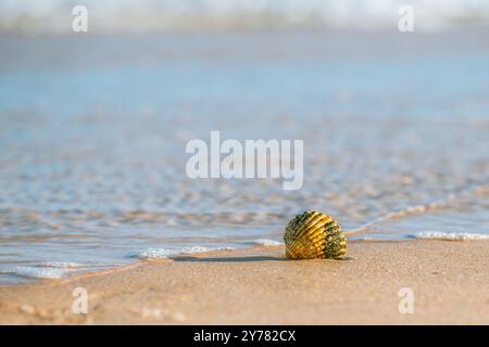 Conchiglia solitaria sulla spiaggia vicino al mare. Foto Stock