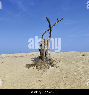 Albero morto nel paesaggio delle dune De Pollen, Parco Nazionale De Hoge Veluwe, Otterlo, provincia di Gheldria, Paesi Bassi Foto Stock