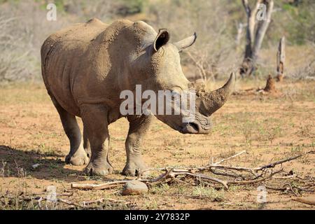 Rinoceronte bianco, rinoceronte bianco (Ceratotherium simum), foraggio per adulti, Parco Nazionale Hluhluwe Umfolozi, Parco Nazionale Hluhluwe iMfolozi, Parco Nazionale KwaZulu, Sud Foto Stock