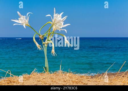 Gigli di sabbia che fioriscono contro un Mediterraneo turchese a Creta, in Grecia Foto Stock