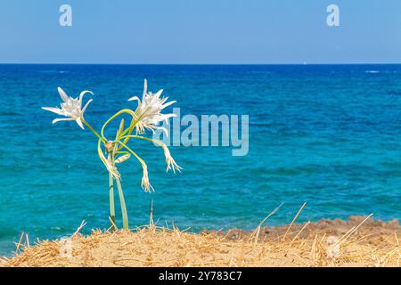 Gigli di sabbia che fioriscono contro un Mediterraneo turchese a Creta, in Grecia Foto Stock