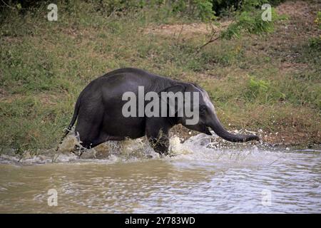 Elefante asiatico (Elephas maximus maximus), elefante dello Sri Lanka, elefante giovane in acqua, spruzzi, Parco nazionale di Yala, Sri Lanka, Asia Foto Stock