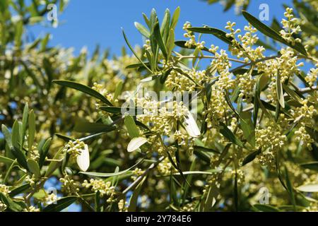 Fioritura di ulivi con foglie verdi e fiori bianchi sotto un cielo azzurro, Spagna, Europa Foto Stock