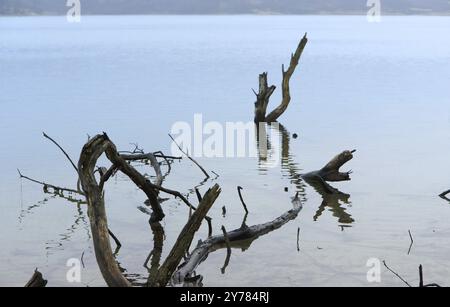 Il serpente nell'acqua le radici del vecchio albero che sporgono è pericoloso Foto Stock
