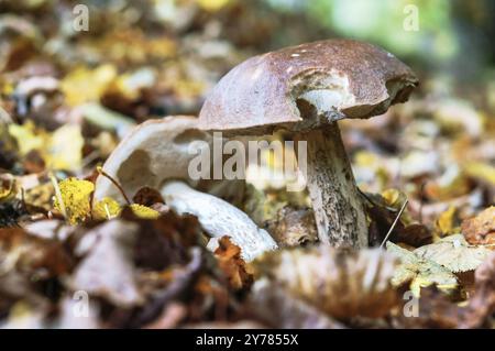 Due bolo nell'erba, funghi commestibili a terra Foto Stock