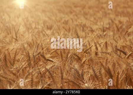 Spighe dorate di grano sul campo. Il sole splende sulle spighe di mais Foto Stock