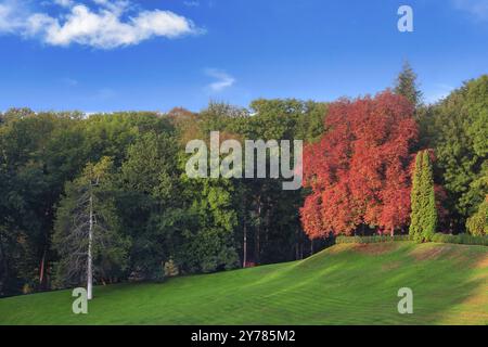 Settembre paesaggio nel parco. L'albero getta le sue foglie gialle tra le piante verdi. Inizio autunno in un burrone con un prato verde nel centro Foto Stock