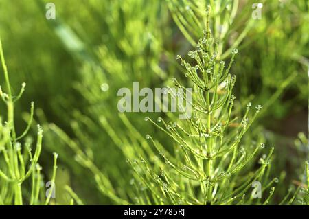 Erba verde di Horsetail con gocce di rugiada, gocce di rugiada su un gambo di trota di cavallo Foto Stock