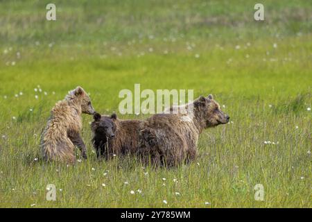 Un gruppo di tre orsi grizzly (Ursus arctos horribilis) che giacciono sull'erba di un ampio campo, il Lake Clark National Park, Alaska, Stati Uniti, Nord America Foto Stock