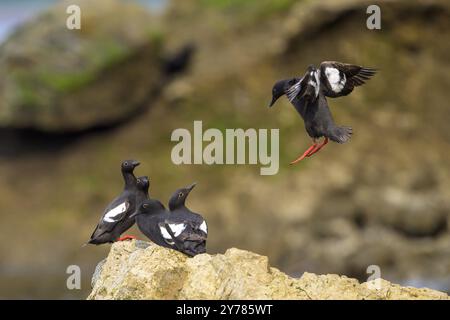 Quattro piccioni ghigliemoti (Cepphus columba) seduti su una roccia mentre un quinto uccello è in volo e si unisce a loro, Hoonah, Alaska, USA, Nord America Foto Stock