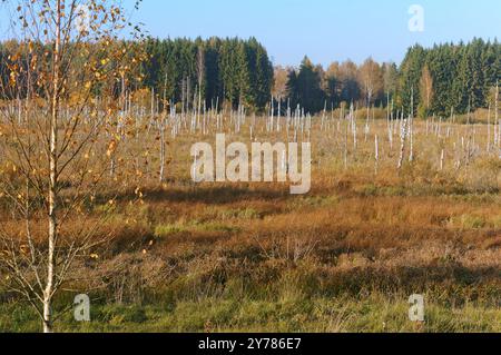 Bella palude, alberi morti nella palude, palude Foto Stock