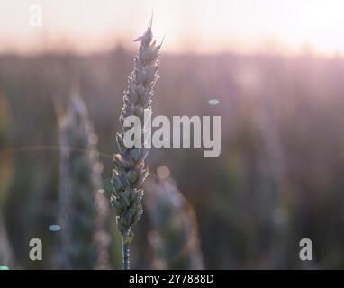 Spikelet di frumento al mattino rugiada sullo sfondo del brillante sole mattutino, riflesso nell'obiettivo, sfocatura dello sfondo, messa a fuoco selettiva Foto Stock