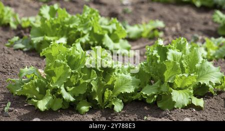 La lattuga cresce nel terreno. Verdi giovani freschi che crescono in azienda, piante da primo piano Foto Stock