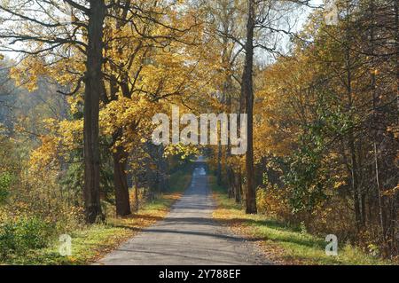 Strada forestale in autunno foglie, alberi gialliti lungo la strada Foto Stock