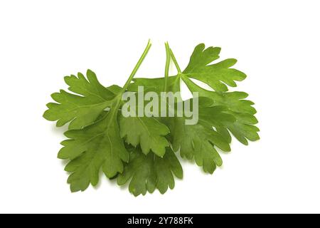 Tre foglie di prezzemolo su sfondo bianco. Verdi isolati per una selezione rapida Foto Stock