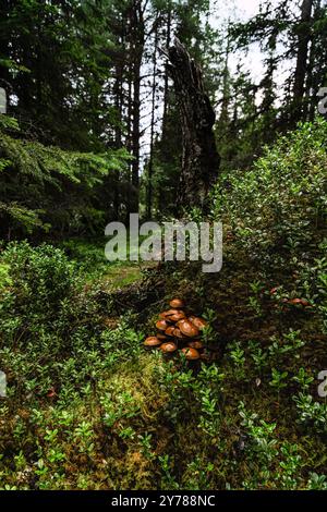 Il fondo della foresta di Mossy, nella natura di Idre, Dalarna, Svezia, rivela un anguilla con funghi Galerina marginata e cespugli di mirtilli, un ecosistema fiorente Foto Stock