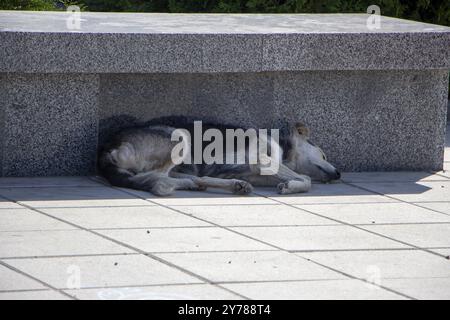 Un cane vagato che giace sulla piazza nel freddo Foto Stock