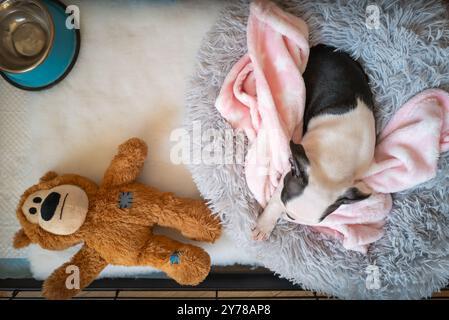 Cucciolo del Boston Terrier che dorme in un morbido letto rotondo e soffice con una coperta a spillo. Vista dall'alto. Un orsacchiotto è vicino a lei. Foto Stock