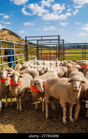 Pecora in penna; Meeker Classic Sheepdog Championship Trials; Meeker; Colorado; USA Foto Stock