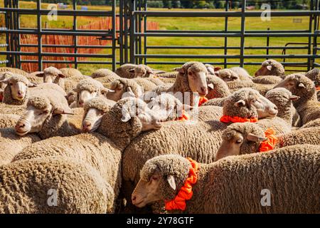 Pecora in penna; Meeker Classic Sheepdog Championship Trials; Meeker; Colorado; USA Foto Stock