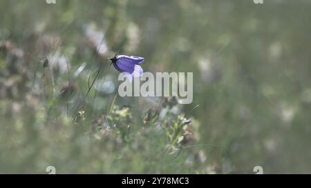 Un unico campanello comune (Campanula Rotundifolia) in un prato, angolo basso, sfondo verde pastello, spazio copia, 16:9 Foto Stock