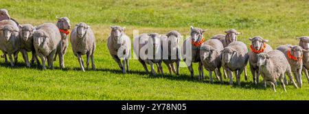 Vista panoramica delle pecore che corrono nel pascolo; prove del Meeker Classic Sheepdog Championship; Meeker; Colorado; Stati Uniti Foto Stock