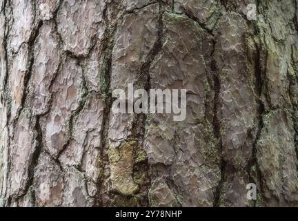 Corteccia di pino da vicino, può essere utilizzato come sfondo Foto Stock