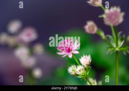 Bella e delicata testa di fiori rosa dell'astrantia o cuscino di Hattie in estate, primo piano Foto Stock