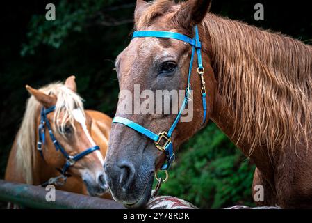 Equitazione equitazione e ritratti di marne. Foto Stock