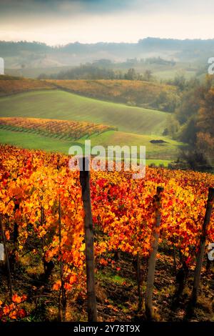 Vigneti colorati in autunno nelle Langhe piemontesi, patrimonio dell'umanità dell'UNESCO. Famosi per i loro paesaggi e per i loro vini come il Barolo e il Barbaresco. Foto Stock