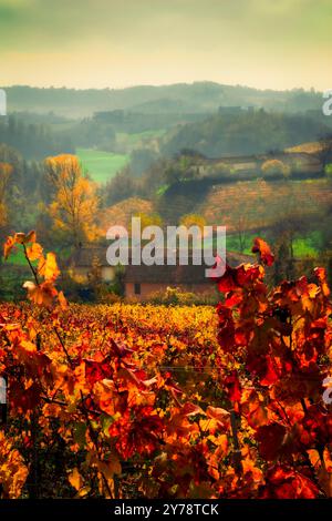 Vigneti colorati in autunno nelle Langhe piemontesi, patrimonio dell'umanità dell'UNESCO. Famosi per i loro paesaggi e per i loro vini come il Barolo e il Barbaresco. Foto Stock