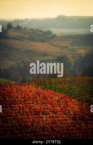 Vigneti colorati in autunno nelle Langhe piemontesi, patrimonio dell'umanità dell'UNESCO. Famosi per i loro paesaggi e per i loro vini come il Barolo e il Barbaresco. Foto Stock