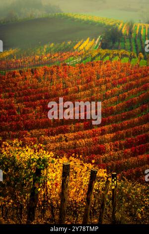 Vigneti colorati in autunno nelle Langhe piemontesi, patrimonio dell'umanità dell'UNESCO. Famosi per i loro paesaggi e per i loro vini come il Barolo e il Barbaresco. Foto Stock