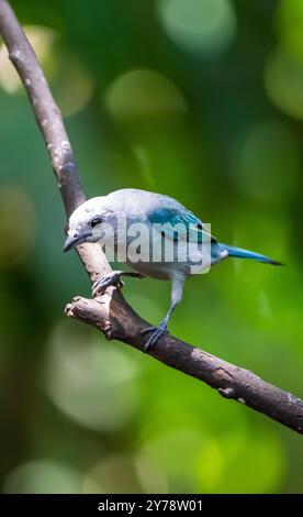 Tanager grigio-blu (Thraupis episcopus) della Costa Rica Foto Stock