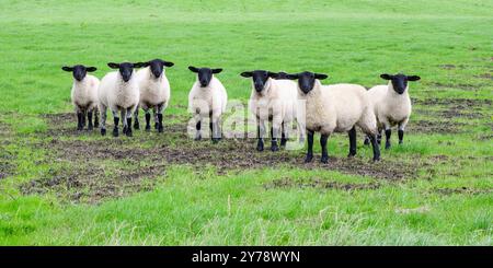 Pecore dalla faccia nera in fila sul campo verde con le orecchie fuori Foto Stock