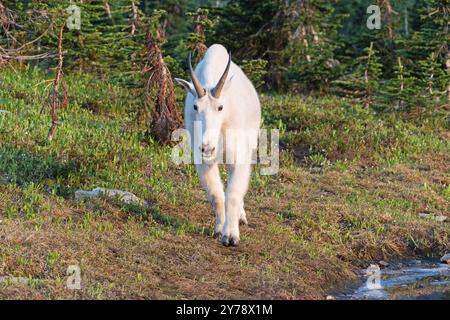Mountain Goat o Oreamnos americanus nel Glacier National Park camminando verso lo spettatore Foto Stock