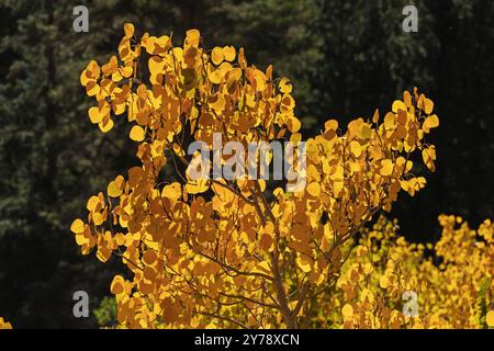 foglie di pioppo autunnali di colore giallo brillante con alberi di pino verde scuro sullo sfondo Foto Stock