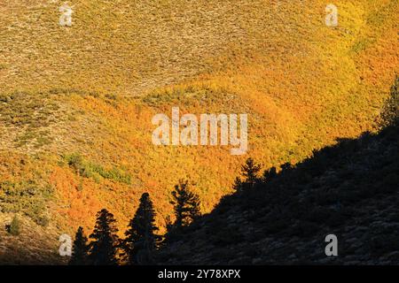 foglie autunnali gialle e arancioni con alberi di pino sagomati sul crinale davanti Foto Stock