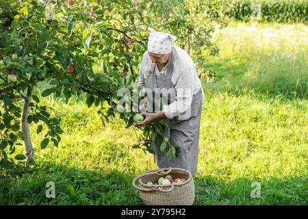 Un agricoltore anziano che raccoglie mele mature fresche in giardino Foto Stock